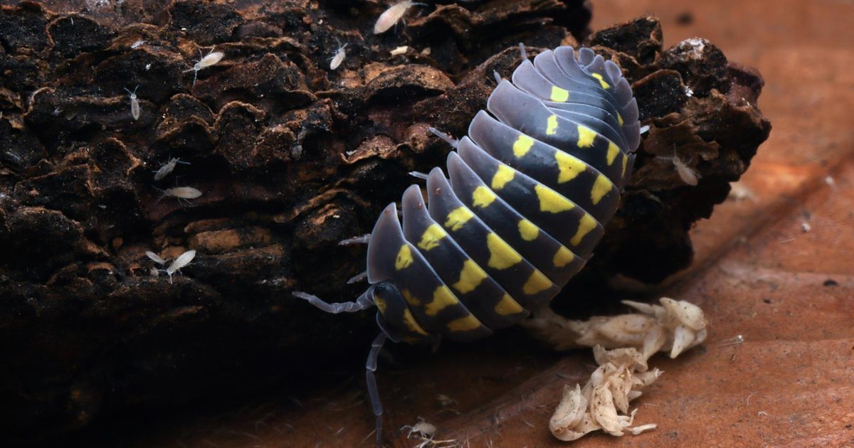 Armadillidium gestroi